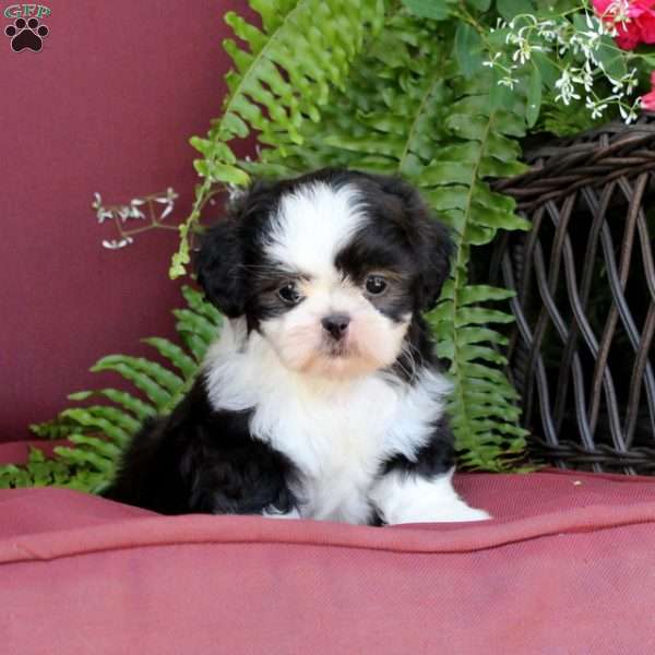 Allysa, Shih Tzu Puppy